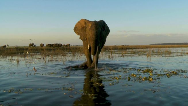 ‘Elephant Haven’ ist das erste Schutzgebiet der EU